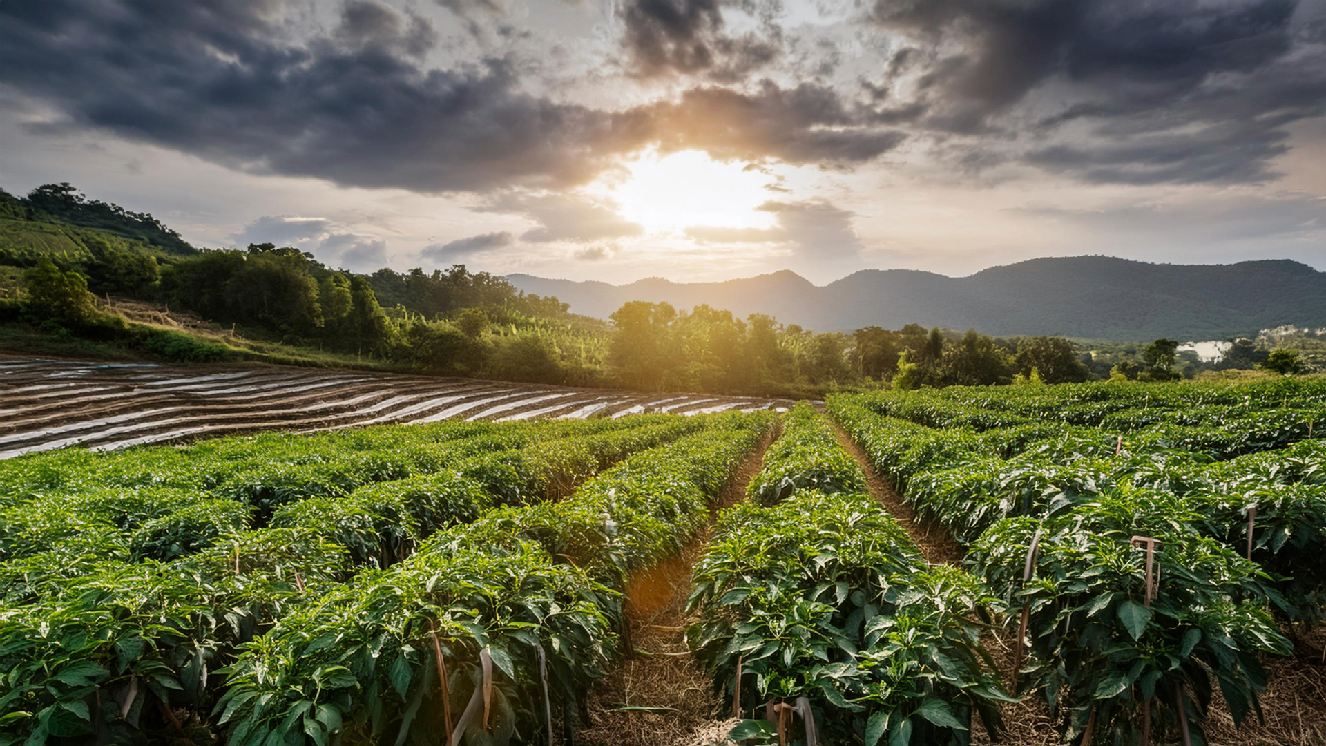 Carolina Reaper: Povestea